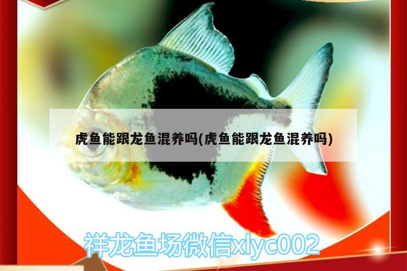 虎魚能跟龍魚混養(yǎng)嗎(虎魚能跟龍魚混養(yǎng)嗎) 虎魚百科