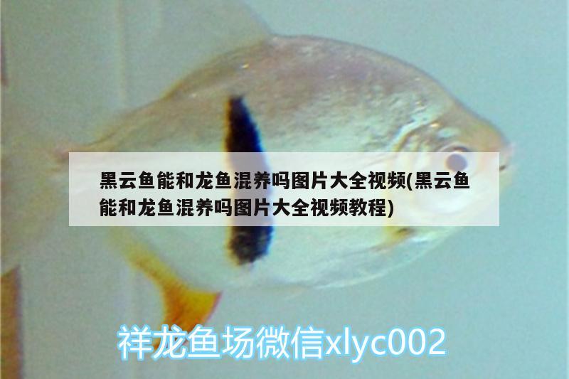 黑云魚能和龍魚混養(yǎng)嗎圖片大全視頻(黑云魚能和龍魚混養(yǎng)嗎圖片大全視頻教程)