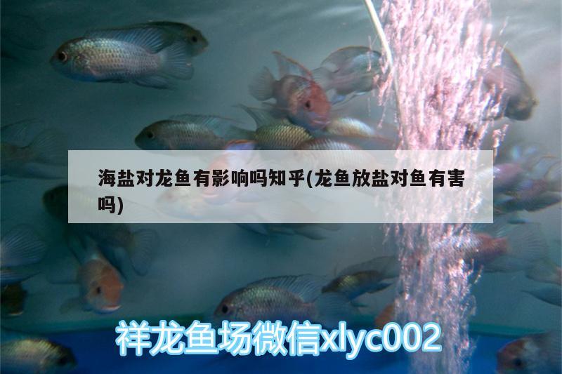 海鹽對(duì)龍魚有影響嗎知乎(龍魚放鹽對(duì)魚有害嗎) 白玉紅龍魚