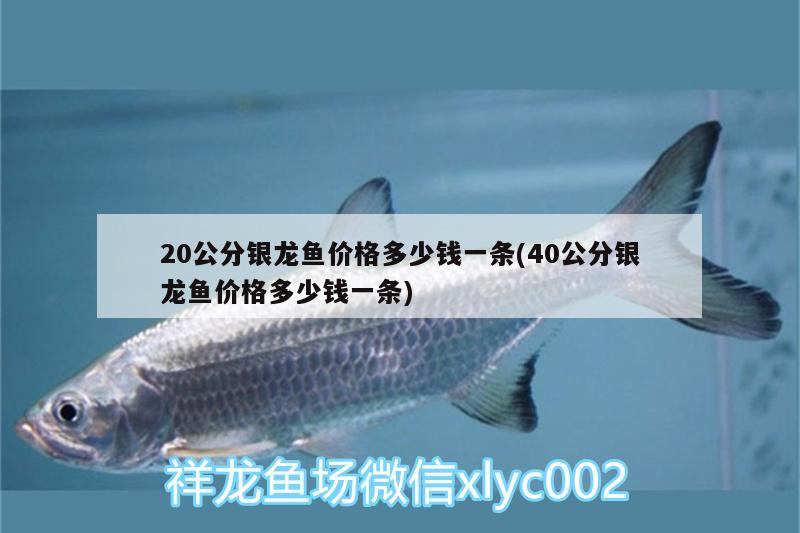 20公分銀龍魚價格多少錢一條(40公分銀龍魚價格多少錢一條)