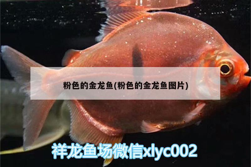 粉色的金龍魚(粉色的金龍魚圖片) 刀魚魚