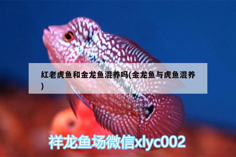 紅老虎魚和金龍魚混養(yǎng)嗎(金龍魚與虎魚混養(yǎng)) 紅老虎魚