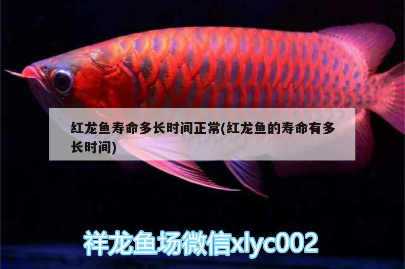 紅龍魚壽命多長時(shí)間正常(紅龍魚的壽命有多長時(shí)間) 祥龍進(jìn)口元寶鳳凰魚