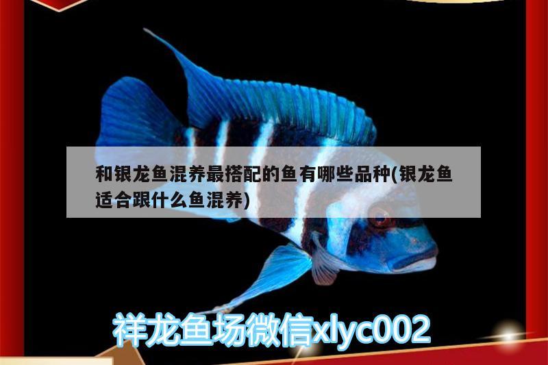 成都雙流縣東升碧波水族魚具店