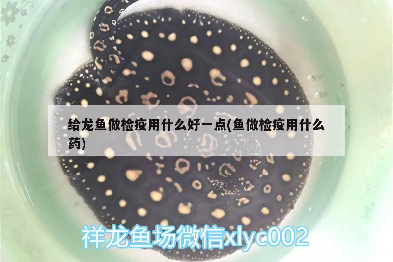 給龍魚做檢疫用什么好一點(魚做檢疫用什么藥)