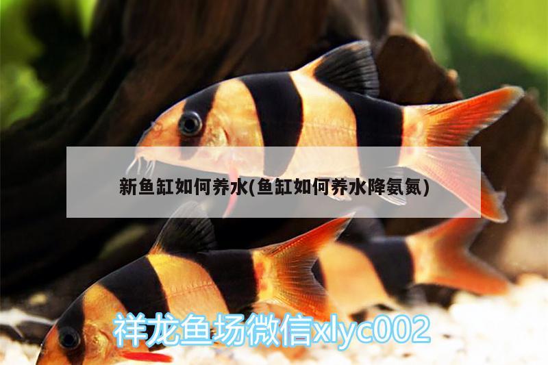 新魚缸如何養(yǎng)水(魚缸如何養(yǎng)水降氨氮) 新加坡號半紅龍魚（練手級紅龍魚）