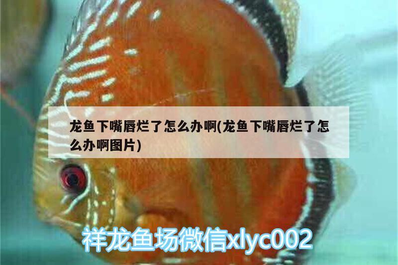 紅龍魚魚缸背景圖片高清壁紙圖，紅龍魚缸黑背景圖