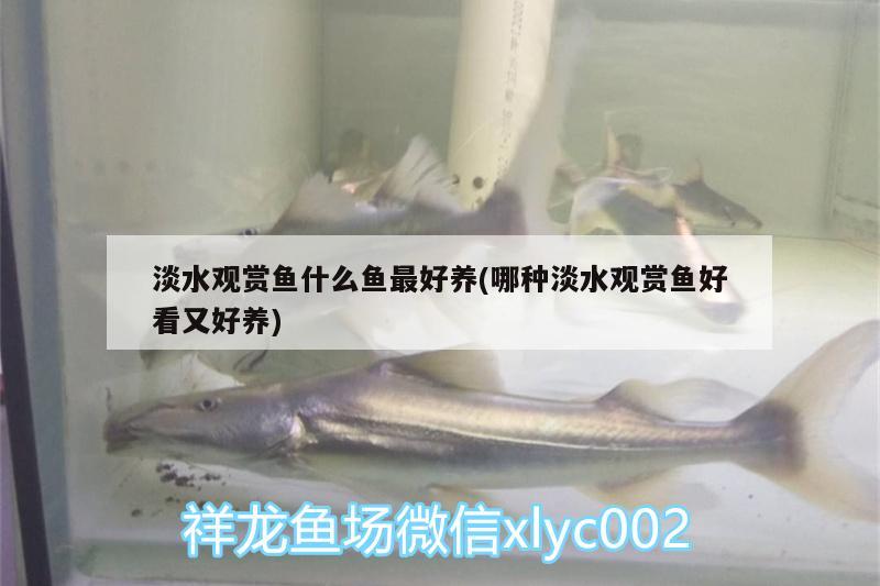 淡水觀賞魚什么魚最好養(yǎng)(哪種淡水觀賞魚好看又好養(yǎng))