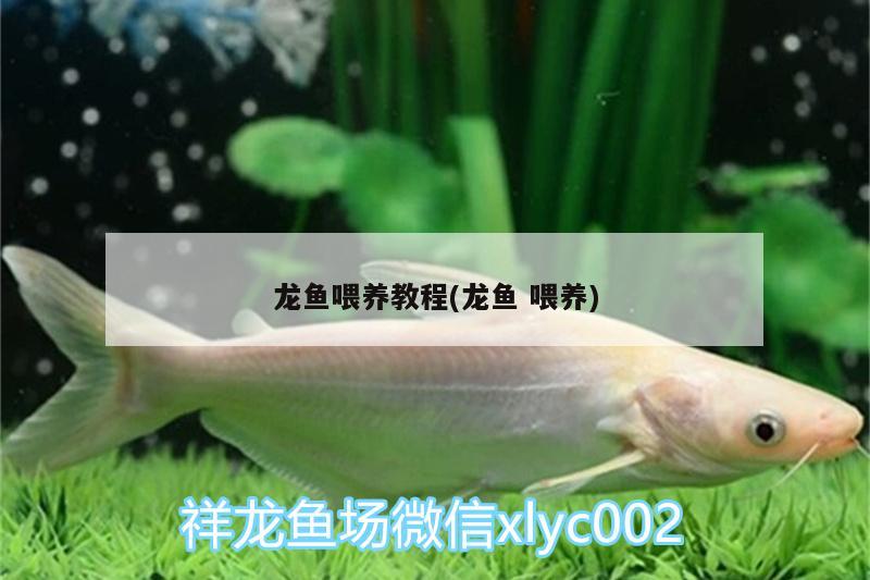 龍魚喂養(yǎng)教程(龍魚喂養(yǎng)) 二氧化碳設備