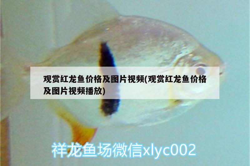 觀賞紅龍魚價(jià)格及圖片視頻(觀賞紅龍魚價(jià)格及圖片視頻播放) 龍魚批發(fā)