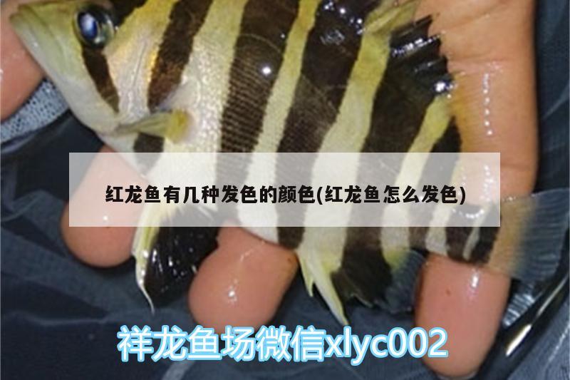 紅龍魚有幾種發(fā)色的顏色(紅龍魚怎么發(fā)色) 巴西亞魚苗