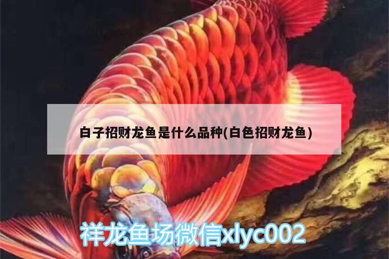 白子招財龍魚是什么品種(白色招財龍魚)