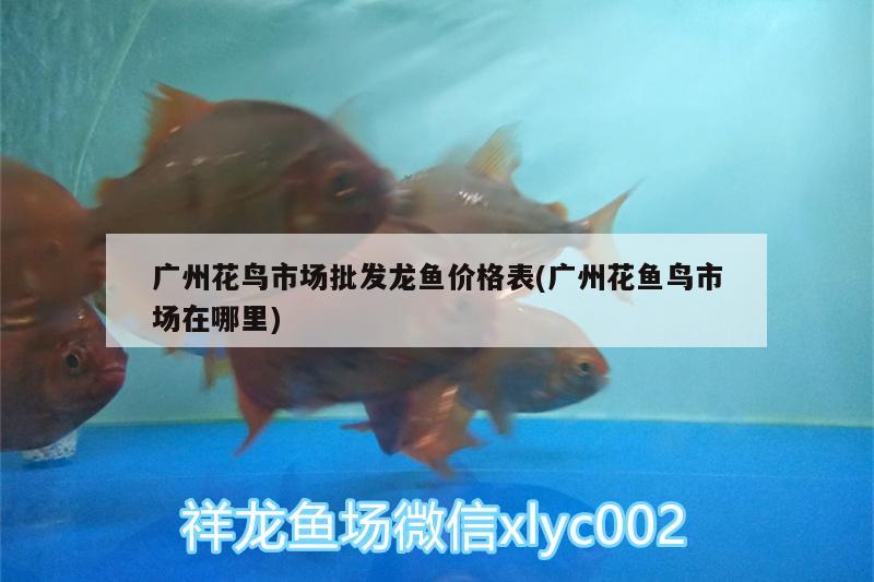 我決定犧牲自己小虎給大家做個實驗結果匯報