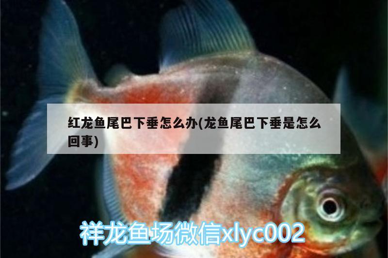 紅龍魚尾巴下垂怎么辦(龍魚尾巴下垂是怎么回事)