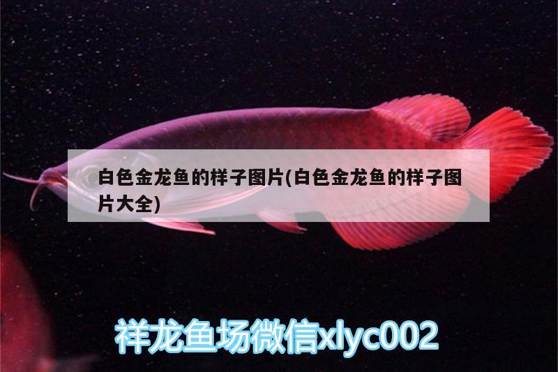 白色金龍魚的樣子圖片(白色金龍魚的樣子圖片大全) 大嘴鯨魚