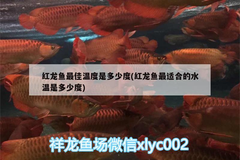 紅龍魚最佳溫度是多少度(紅龍魚最適合的水溫是多少度) 一眉道人魚苗