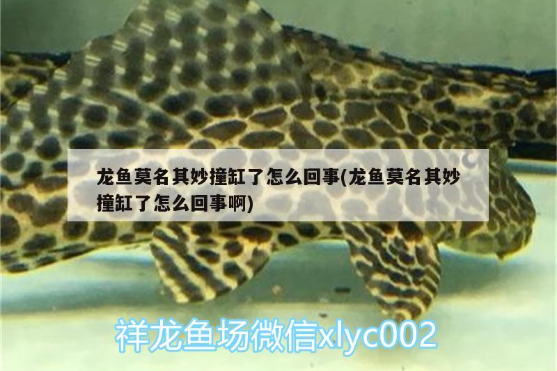 龍魚莫名其妙撞缸了怎么回事(龍魚莫名其妙撞缸了怎么回事啊) 白寫錦鯉魚