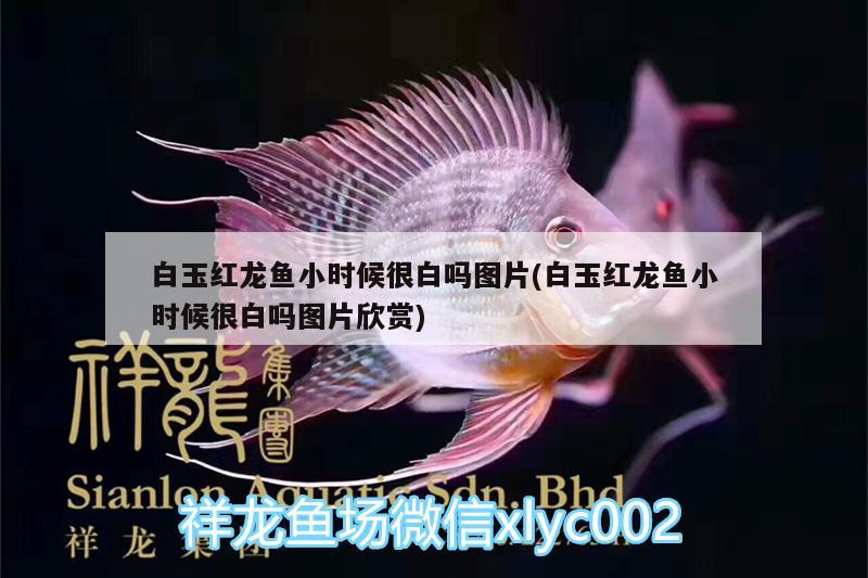 白玉紅龍魚小時候很白嗎圖片(白玉紅龍魚小時候很白嗎圖片欣賞) 白玉紅龍魚