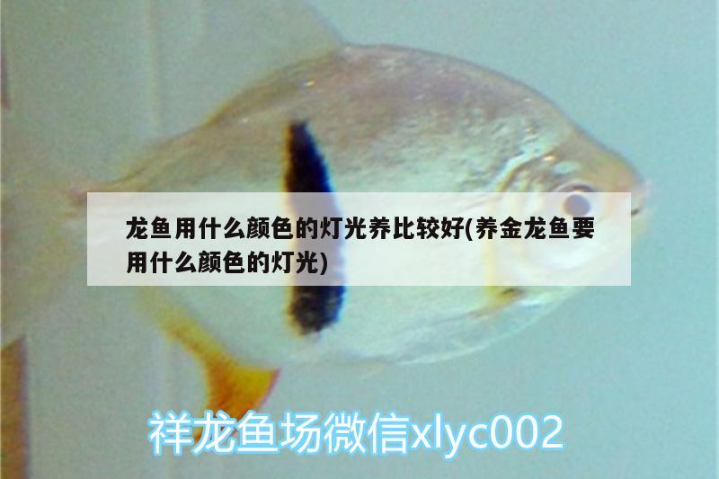 龍魚用什么顏色的燈光養(yǎng)比較好(養(yǎng)金龍魚要用什么顏色的燈光)