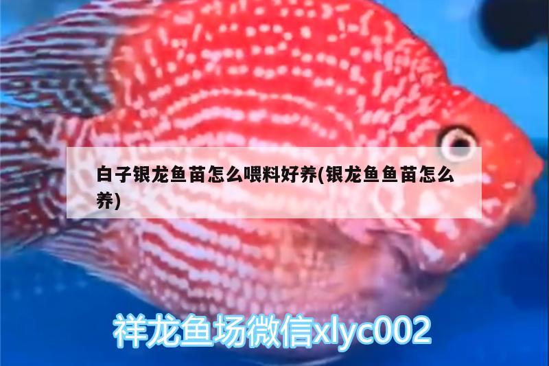 白子銀龍魚苗怎么喂料好養(yǎng)(銀龍魚魚苗怎么養(yǎng)) 白子銀龍魚苗