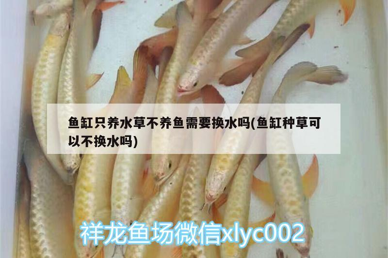 魚缸只養(yǎng)水草不養(yǎng)魚需要換水嗎(魚缸種草可以不換水嗎) 水草