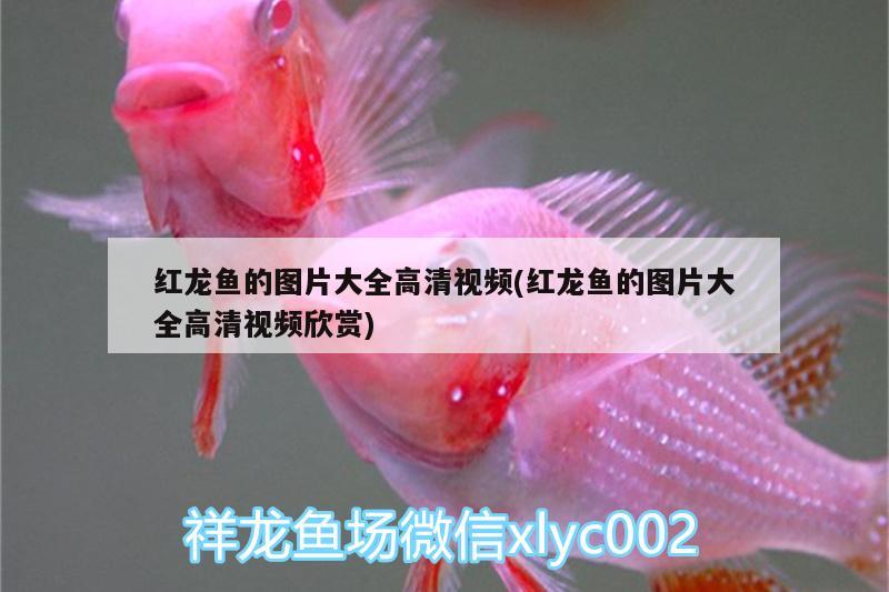 紅龍魚的圖片大全高清視頻(紅龍魚的圖片大全高清視頻欣賞)