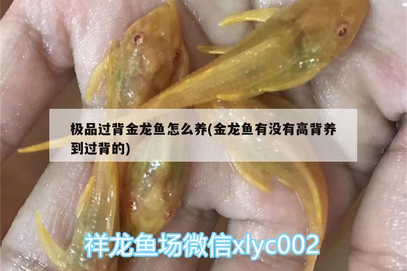 極品過背金龍魚怎么養(yǎng)(金龍魚有沒有高背養(yǎng)到過背的)