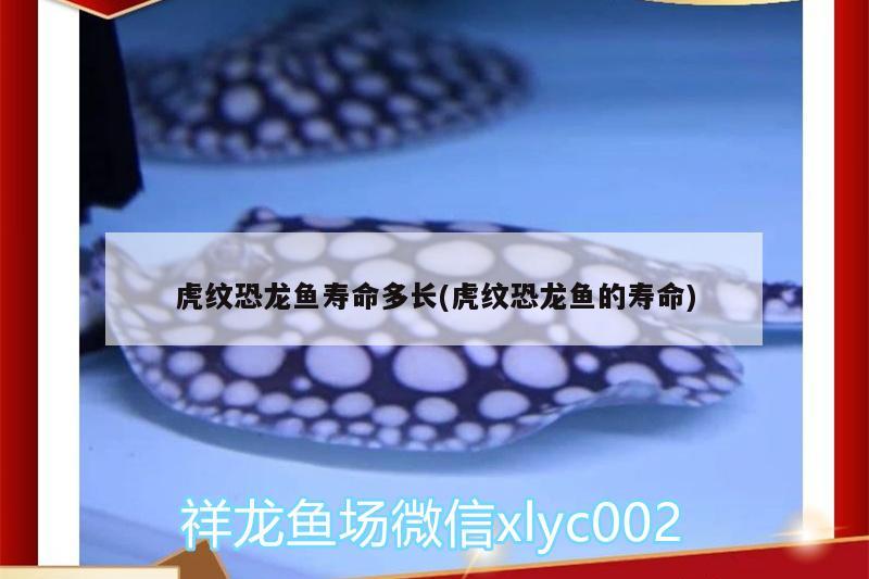 虎紋恐龍魚壽命多長(虎紋恐龍魚的壽命)