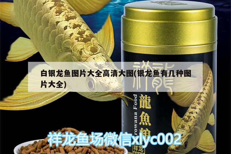 白銀龍魚圖片大全高清大圖(銀龍魚有幾種圖片大全)