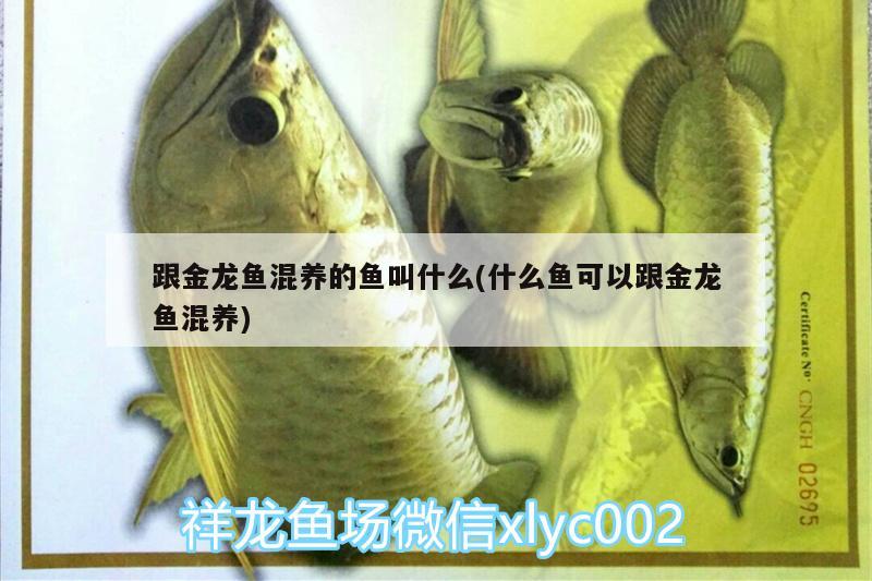 跟金龍魚混養(yǎng)的魚叫什么(什么魚可以跟金龍魚混養(yǎng)) 白子銀版魚