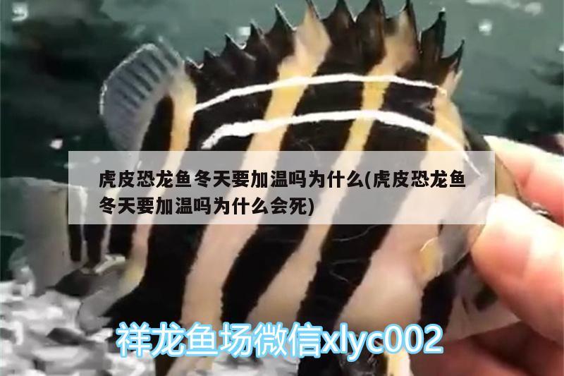 虎皮恐龍魚(yú)冬天要加溫嗎為什么(虎皮恐龍魚(yú)冬天要加溫嗎為什么會(huì)死) 虎魚(yú)百科 第1張