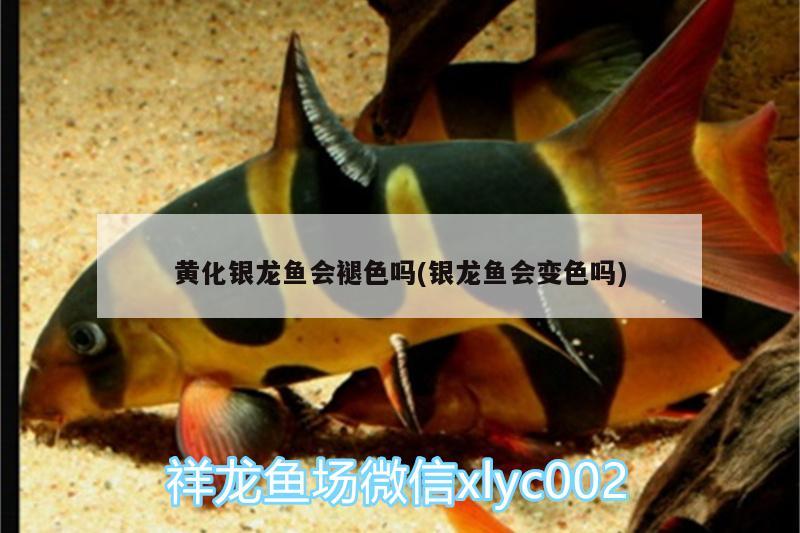 黃化銀龍魚會(huì)褪色嗎(銀龍魚會(huì)變色嗎) 銀龍魚