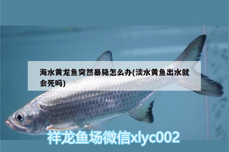 海水黃龍魚突然暴斃怎么辦(淡水黃魚出水就會死嗎) 古典過背金龍魚