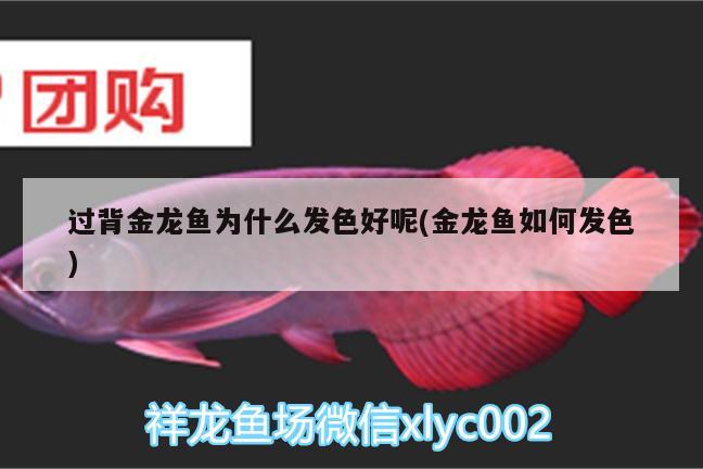 過背金龍魚為什么發(fā)色好呢(金龍魚如何發(fā)色) 金龍魚百科 第3張