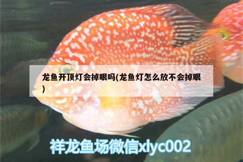 龍魚(yú)開(kāi)頂燈會(huì)掉眼嗎(龍魚(yú)燈怎么放不會(huì)掉眼)