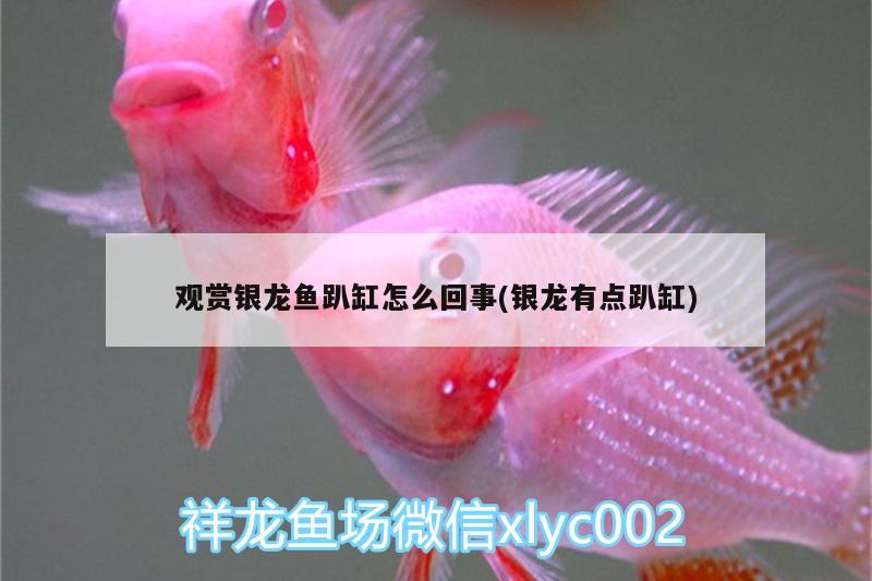 觀賞銀龍魚趴缸怎么回事(銀龍有點趴缸) 銀龍魚百科