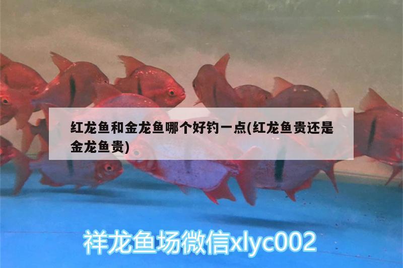 紅龍魚和金龍魚哪個好釣一點(紅龍魚貴還是金龍魚貴)