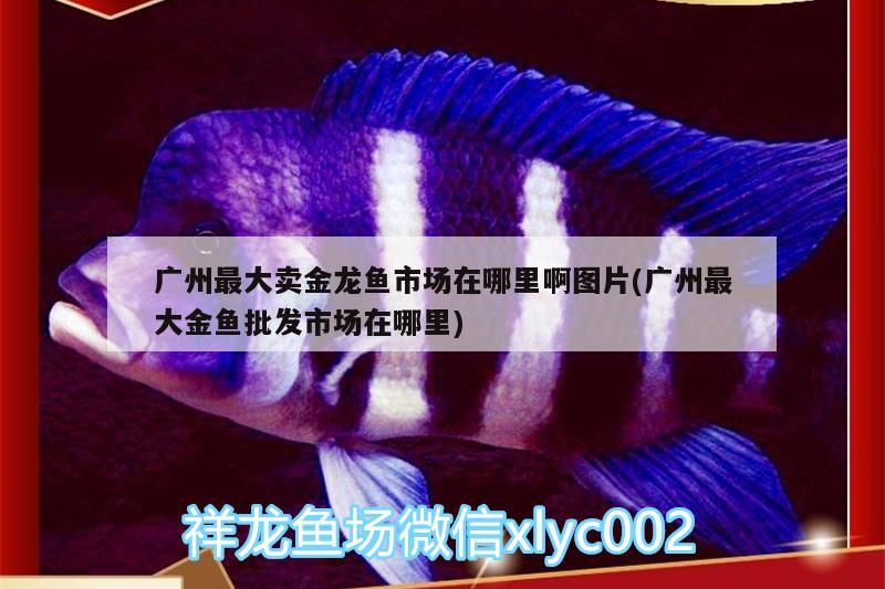 博爾塔拉蒙古自治州觀賞魚市場我的龍魚請大神指教