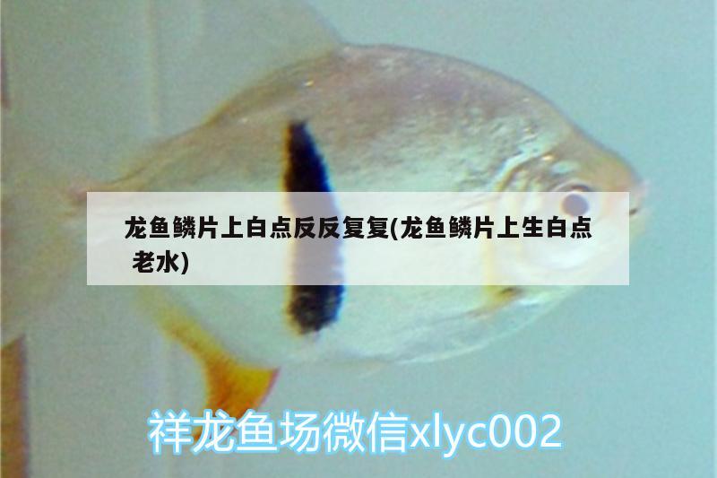 龍魚(yú)鱗片上白點(diǎn)反反復(fù)復(fù)(龍魚(yú)鱗片上生白點(diǎn)老水)