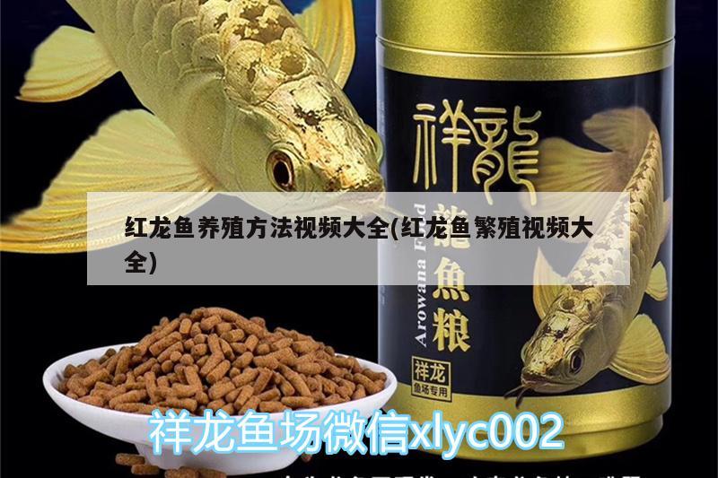 魚缸中水草黃葉怎么辦視頻（為什么魚缸里的水會發(fā)黃） 狗仔招財(cái)貓魚 第2張