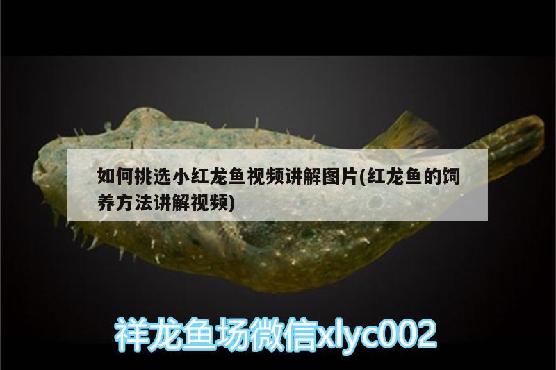 銀龍魚(yú)如何養(yǎng)殖（銀龍魚(yú)養(yǎng)殖技術(shù)）