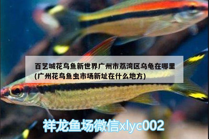 百藝城花鳥魚新世界廣州市荔灣區(qū)烏龜在哪里(廣州花鳥魚蟲市場新址在什么地方)