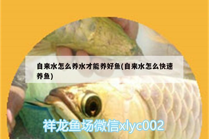 自來水怎么養(yǎng)水才能養(yǎng)好魚(自來水怎么快速養(yǎng)魚) 福滿鉆魚