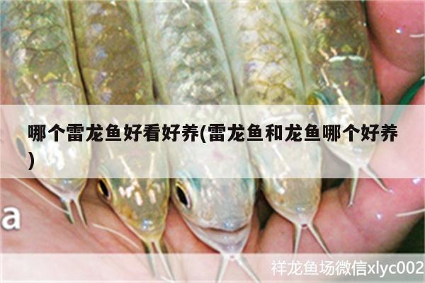 哪個雷龍魚好看好養(yǎng)(雷龍魚和龍魚哪個好養(yǎng))