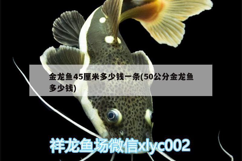 金龍魚45厘米多少錢一條(50公分金龍魚多少錢) 眼斑魚