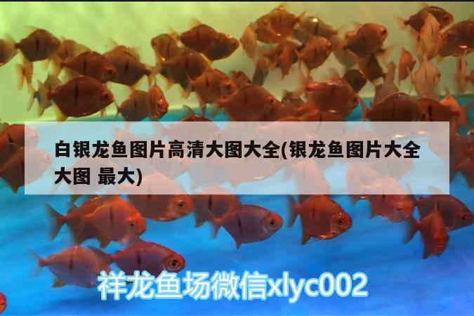 白銀龍魚圖片高清大圖大全(銀龍魚圖片大全大圖最大) 銀龍魚百科 第2張