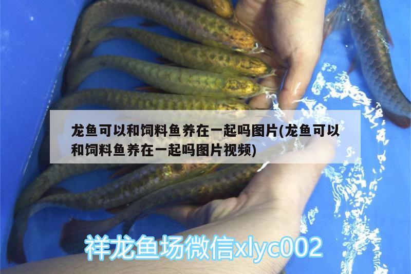 龍魚可以和飼料魚養(yǎng)在一起嗎圖片(龍魚可以和飼料魚養(yǎng)在一起嗎圖片視頻)