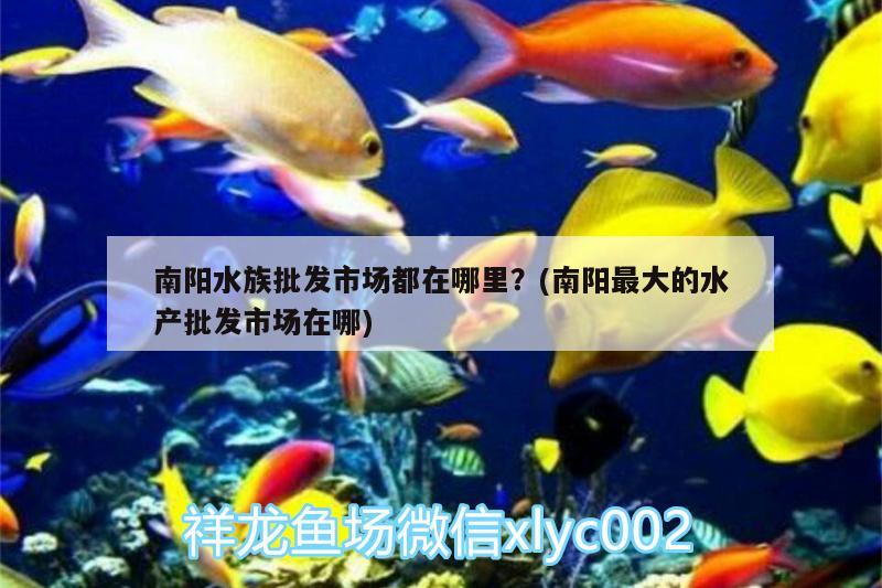 南陽水族批發(fā)市場都在哪里？(南陽最大的水產(chǎn)批發(fā)市場在哪) 觀賞魚水族批發(fā)市場