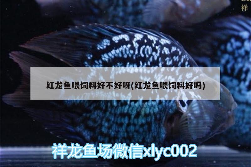 紅龍魚喂飼料好不好呀(紅龍魚喂飼料好嗎)