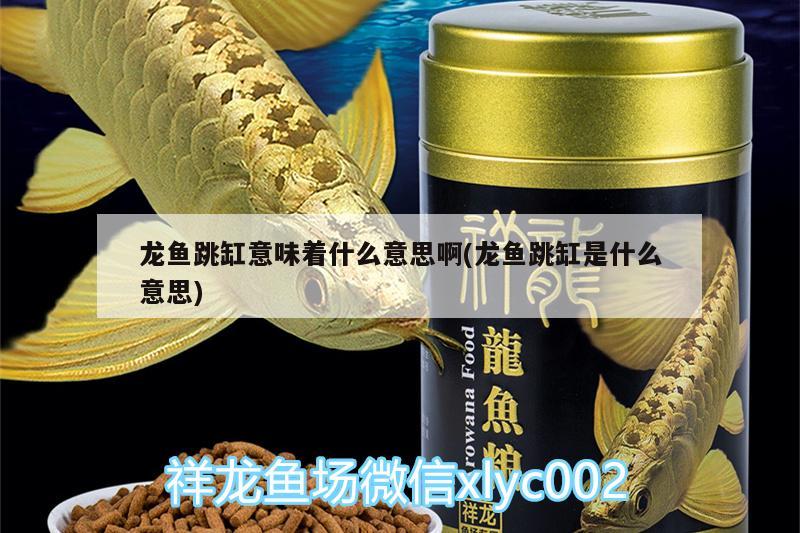 魚缸風水擺放位置有哪些 魚缸風水布局方位